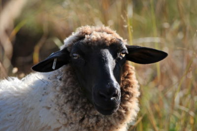 Willkommen bei der Bio Schäferei Keidel Gersfeld